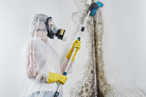 Best DIY Mold Remediation Support Services in Middle Island, NY