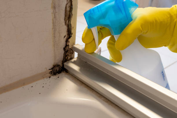Best Industrial Mold Remediation in Middle Island, NY