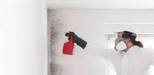 Best Mold Testing and Inspection Services in Middle Island, NY