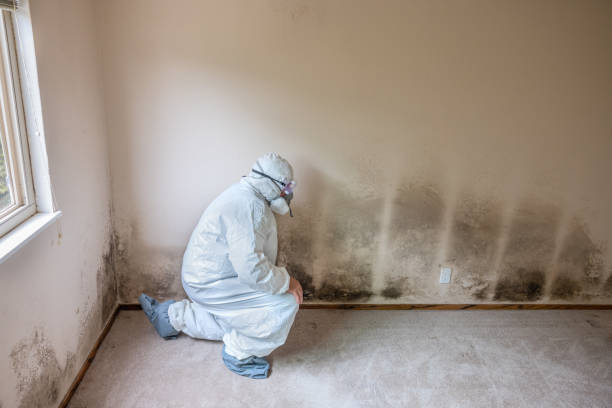 Best Preventive Mold Services in Middle Island, NY