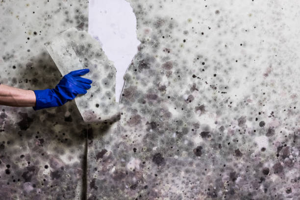 Professional Mold Remediation in Middle Island, NY