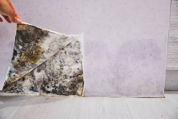 Best Attic Mold Remediation in Middle Island, NY
